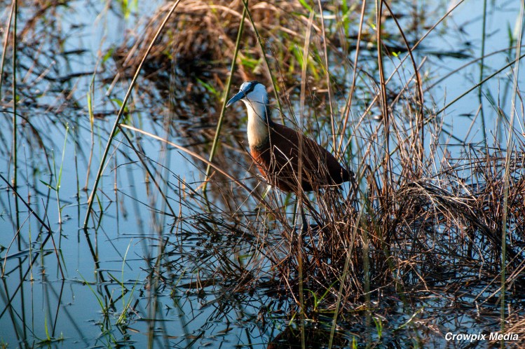 alt="The African Jacana are able to walk on floating vegetation due to their long toes. iSimangaliso Wetland Park, South Africa. conservation photography bird wildlife animal"