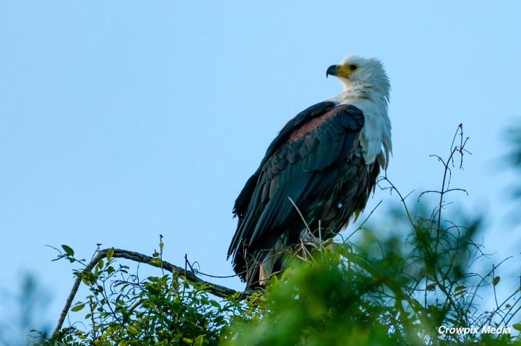 alt="A Fish Eagle in Cape Vidal, iSimangaliso Wetland Park, South Africa. conservation bird wildlife"