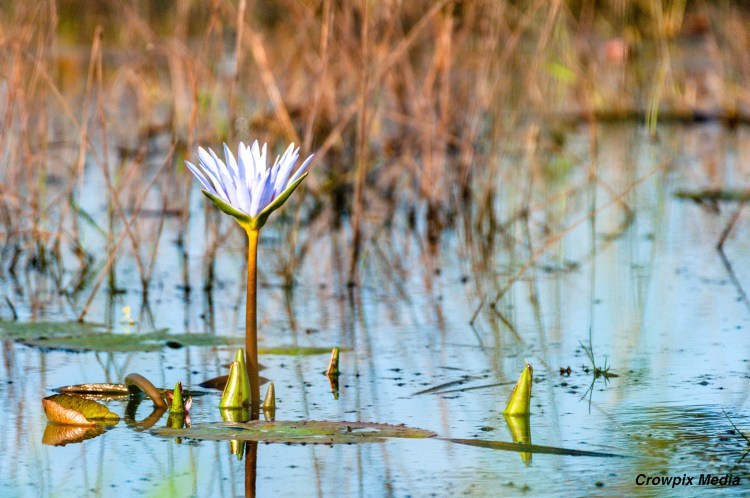 alt="A strong composition that applies the rule of thirds creates an attention-grabbing image. Photo by Crowpix Media. A lily on the pond water."