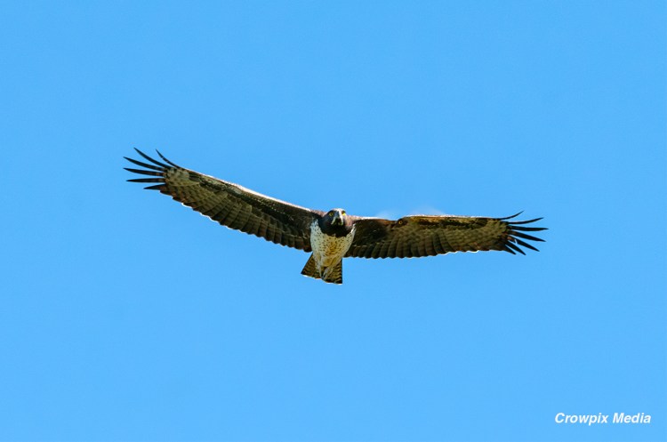 alt="A Martial Eagle soars in the clear blue sky above the iSimangaliso Wetland Park, Cape Vidal South Africa. conservation photography bird animal wildlife"