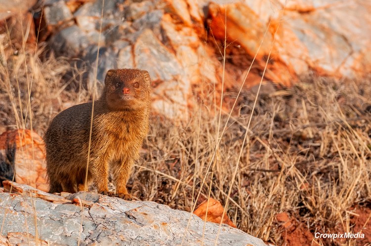 alt="The local Slender Mongoose is an adorable and entertaining little character who comes out of his rocky burrow daily to scour the land for eating opportunities. A family of three mongooses live nearby and often play together in between gathering insects and various food sources."