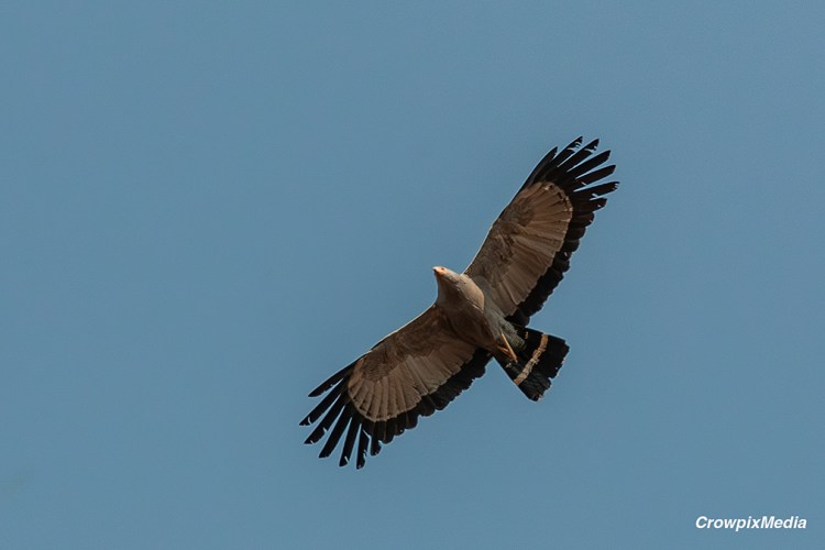 alt="An African Harrier Hawk is a not-so-common bird seen around my local area but can be spotted flying around the local skies on rare occasions. Luckily, I was in my back garden that day and had my camera loaded with telephotos and ready to capture the circling predator."