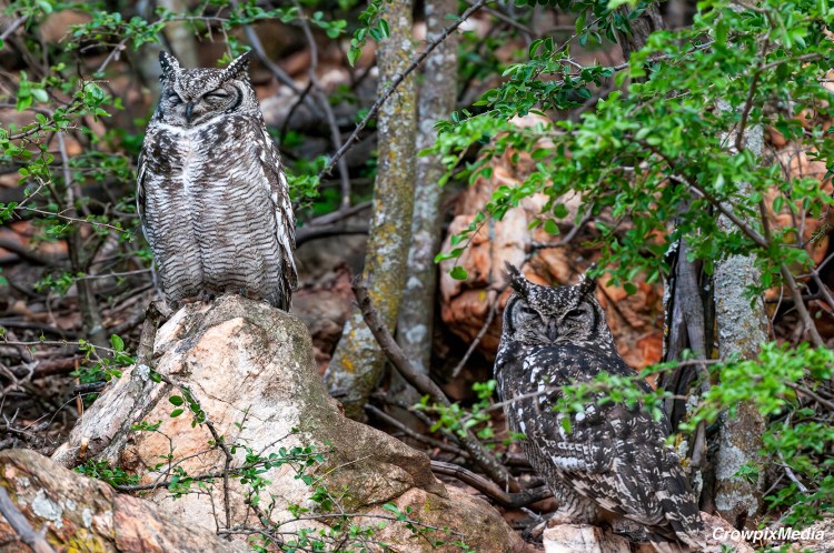 alt="a photograph of two Great-Horned owls sit on a rock outcrop amongst the trees."