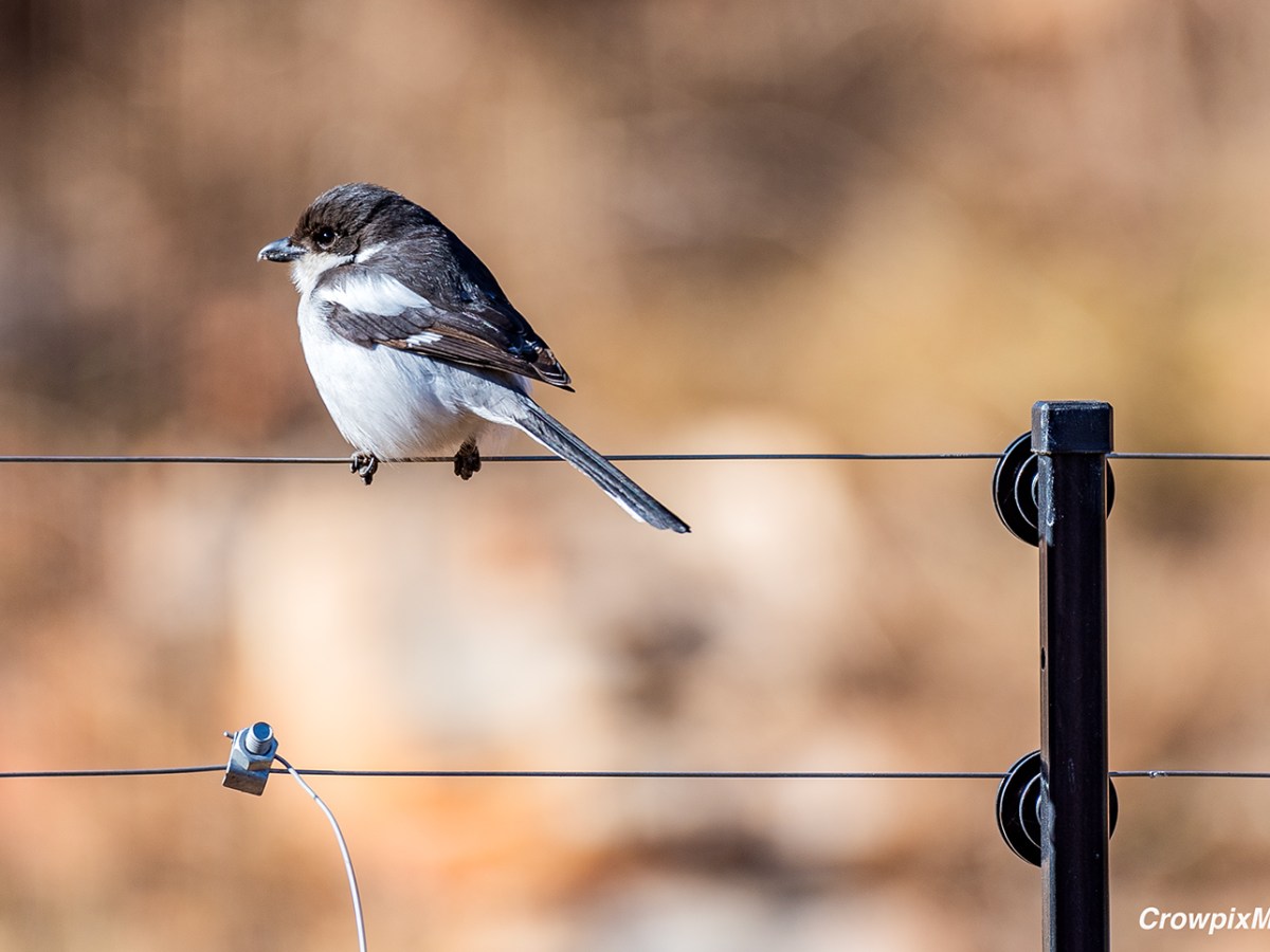 Some Easy Ideas on Urban Wildlife&nbsp;Photography