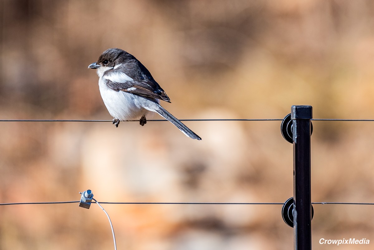 Some Easy Ideas on Urban Wildlife&nbsp;Photography