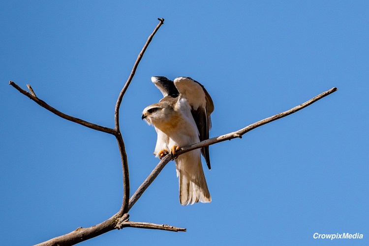 alt="A Black-Shouldered Kite perches in a dead tree near my back garden and spreads its wings while surveying the landscape for prey. I have witnessed this skilled hunter chase down and kill pigeons. They are small but fierce hunters that have incredible high-speed flying skills."