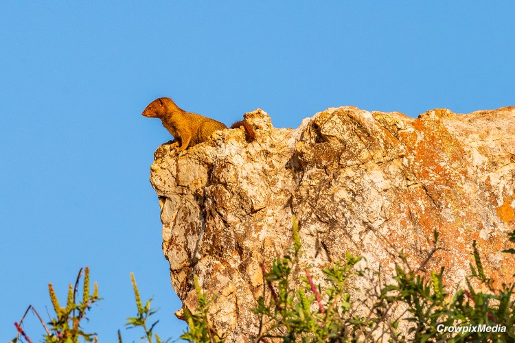 alt="a photograph shwoing a slender mongoose standing upon a rock outcrop surveying the land below"