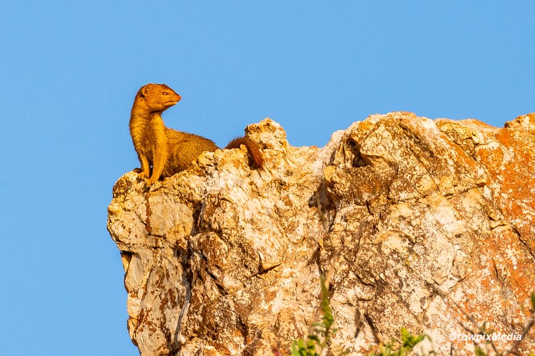 alt="It was a beautiful sunrise, and I noticed a Slender Mongoose sitting upon a rocky outcrop surveying the landscape. I awoke early that morning, hoping to get unusual urban wildlife photo opportunities. I used a telephoto lens telephoto photo since the Mongoose is very far away from my position and is relatively small."