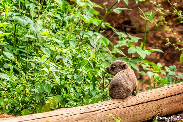 alt="The Conclusion: Where did you all go? This young Dassie looks a bit bewildered to find himself left alone and none of his siblings in sight."