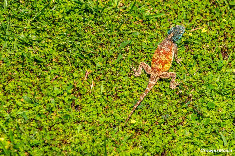 alt="
A photograph of a Blue-Headed Agama Lizard hunts Butterflies in the grass in my back garden during the summer months."