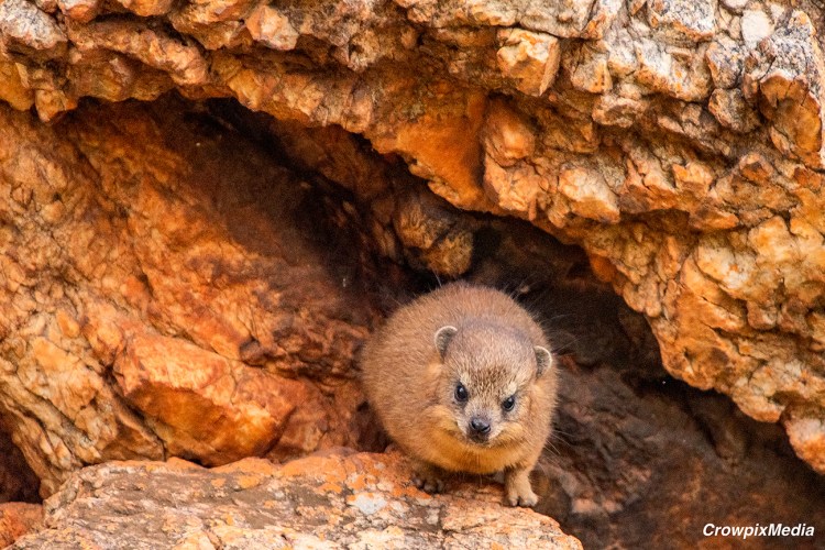 alt="The photo above depicts a juvenile Rock Hyrax, aka Dassie, in their natural habitat, a rocky outcrop. Dassies are highly skilled in navigating rocks and are agile tree climbers who forage for leaves in the dry winter season when food and water are more scarce. They form large families with an Alpha male who can be aggressive towards younger males."