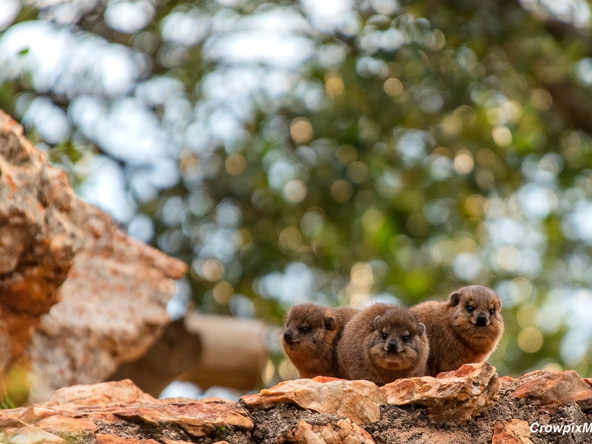 Urban Wildlife Photography: A Case Study of Photographic Visual&nbsp;Storytelling
