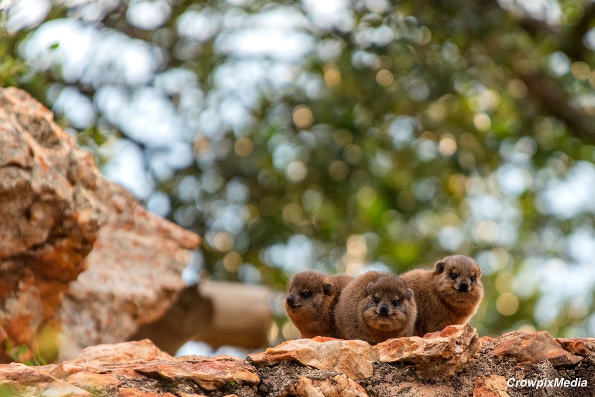 Urban Wildlife Photography: A Case Study of Photographic Visual&nbsp;Storytelling
