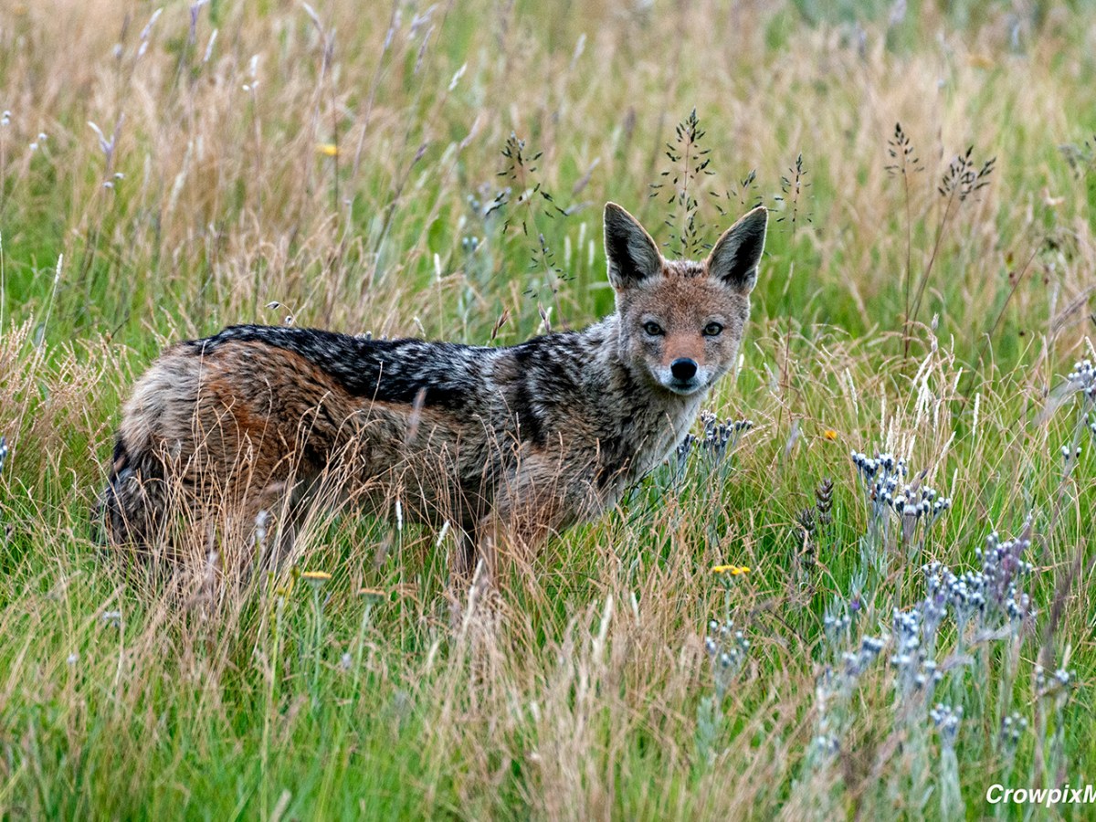 The Importance of Storytelling to Nature&nbsp;Photography