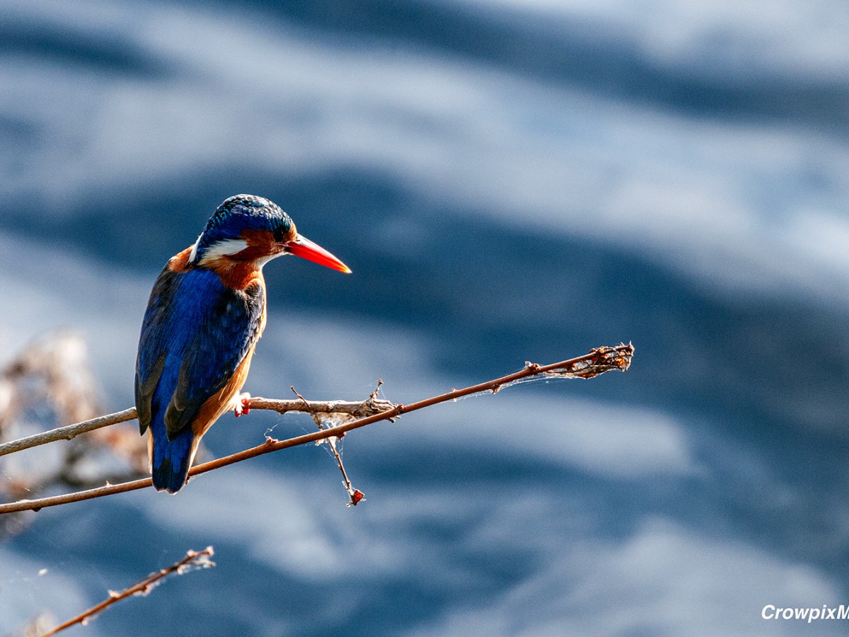 A Lens on Nature’s Resilience: How Urban Wildlife Photography Inspires Conservation&nbsp;Efforts