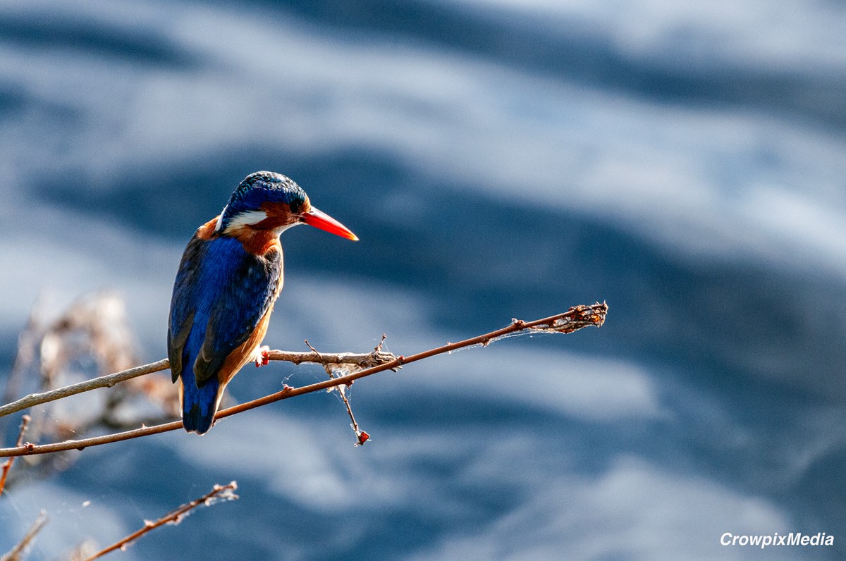 A Lens on Nature’s Resilience: How Urban Wildlife Photography Inspires Conservation&nbsp;Efforts