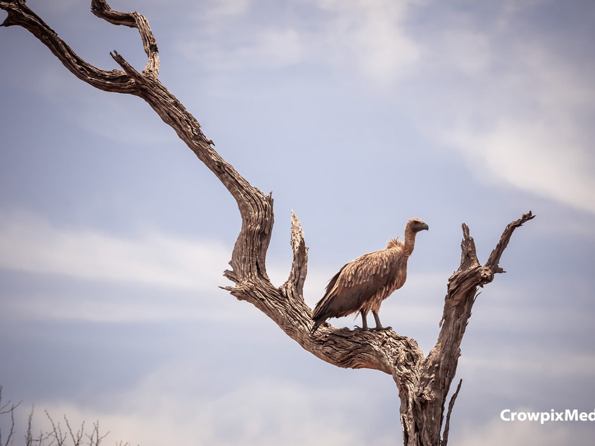 Photographing Mighty African&nbsp;Vultures
