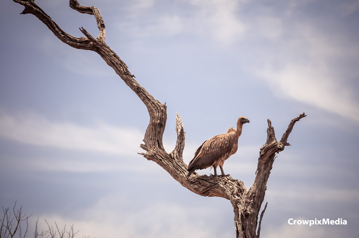 Photographing Mighty African&nbsp;Vultures