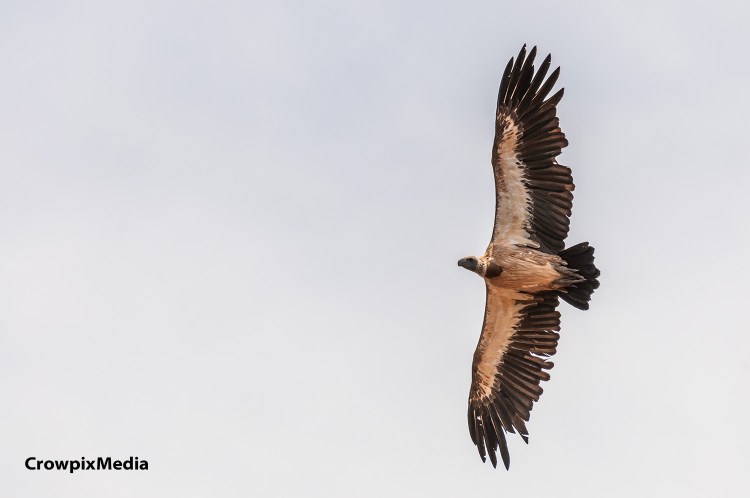 alt="A Cape Vulture soars in the Drakensberg skies displaying its large wingspan."