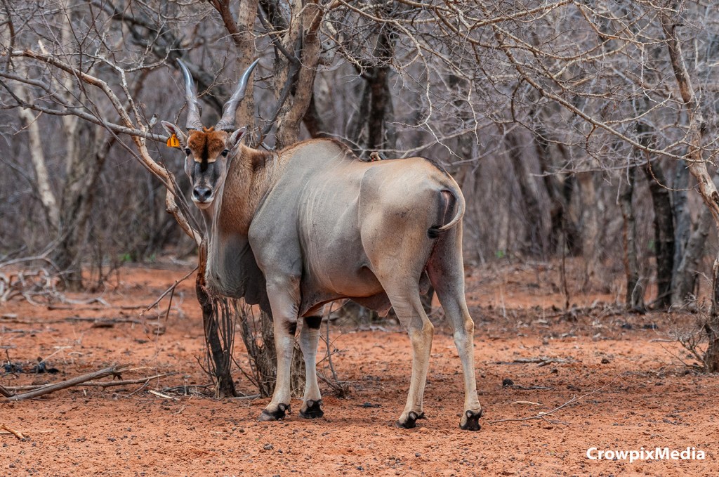 alt="safari South Africa wildlife male Eland"