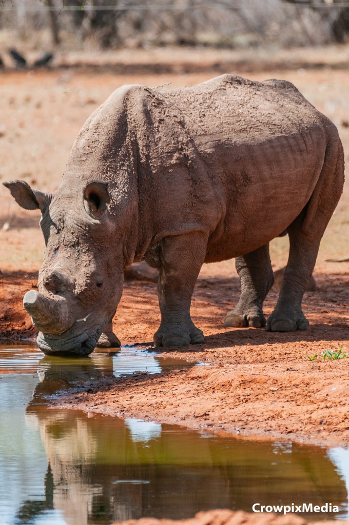 alt="rhino rhinocerous animal wildlife hunting poaching horn South Africa tourism Kruger national park photography conservation"