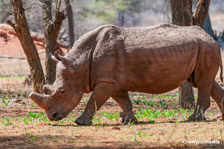 alt="rhino rhinocerous animal wildlife hunting poaching horn South Africa tourism Kruger national park photography conservation"
