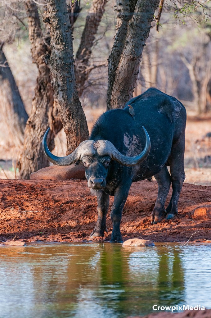 alt="big 5 animals South Africa Cape Buffalo"