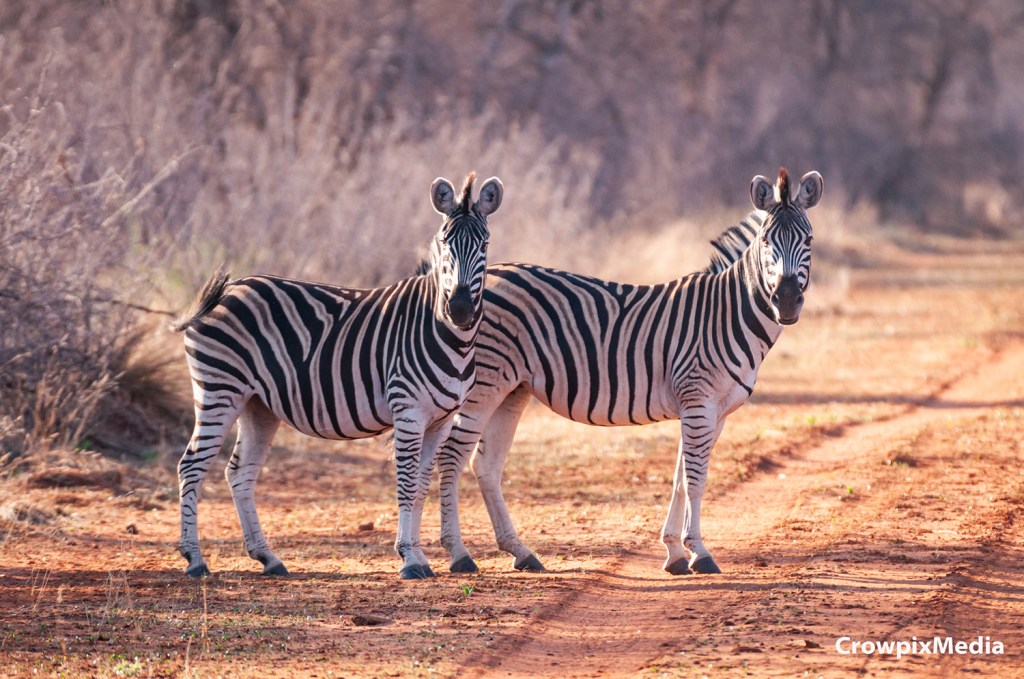 alt="safari South Africa wildlife zebra"