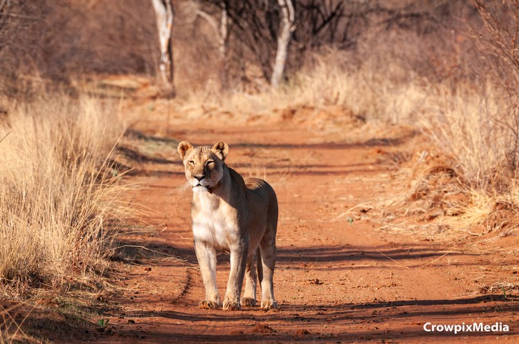 alt="big cats lion lioness safari wildlife prey predator south africa big 5 photography carnivore"