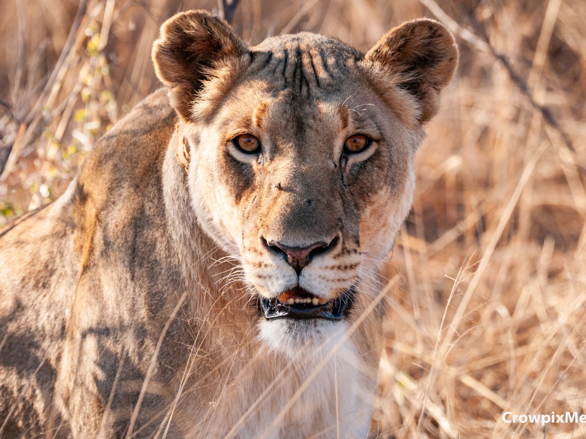 The Big 5 Animals in South Africa: Where And How to Photograph&nbsp;Them
