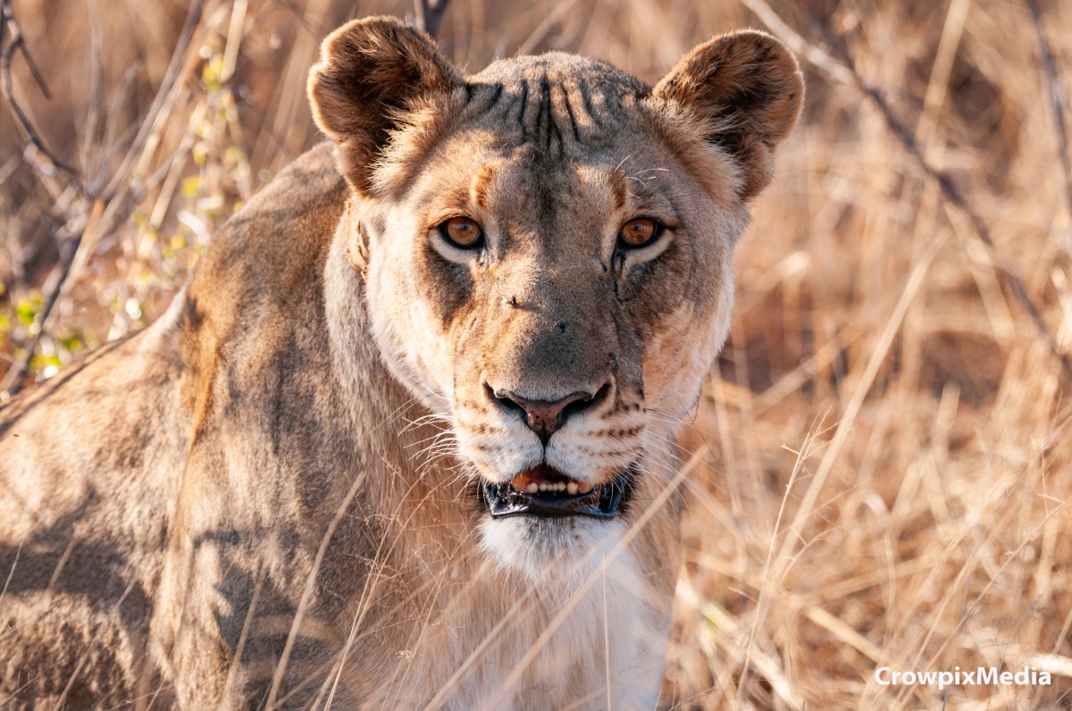 The Big 5 Animals in South Africa: Where And How to Photograph&nbsp;Them
