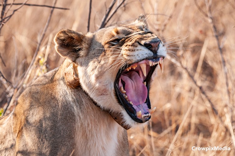 alt="big cats lion lioness safari wildlife prey predator south africa big 5 photography carnivore"