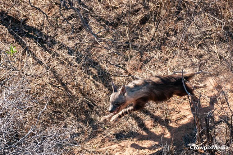 alt="conservation photography: Brown Hyena aerial photograph"