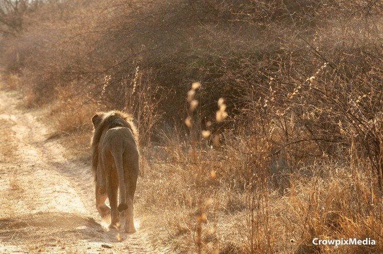 alt="big cats lion lioness safari wildlife prey predator south africa big 5 photography carnivore"