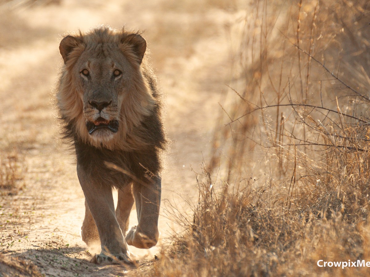 Majestic African Lions: A Close-Up Photo&nbsp;Journey
