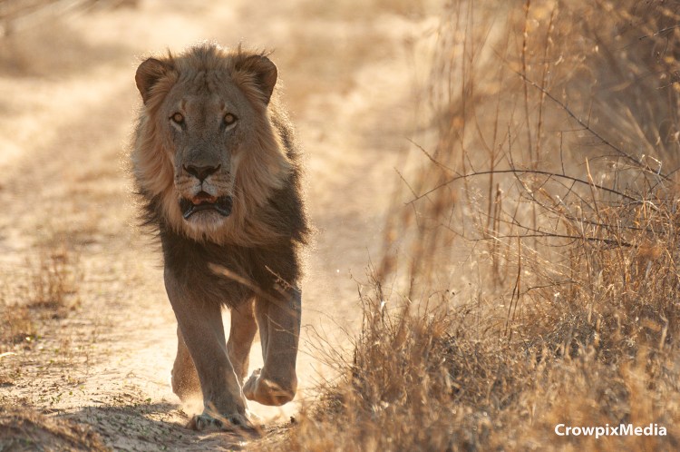 alt="big 5 animals South Africa safari lion"