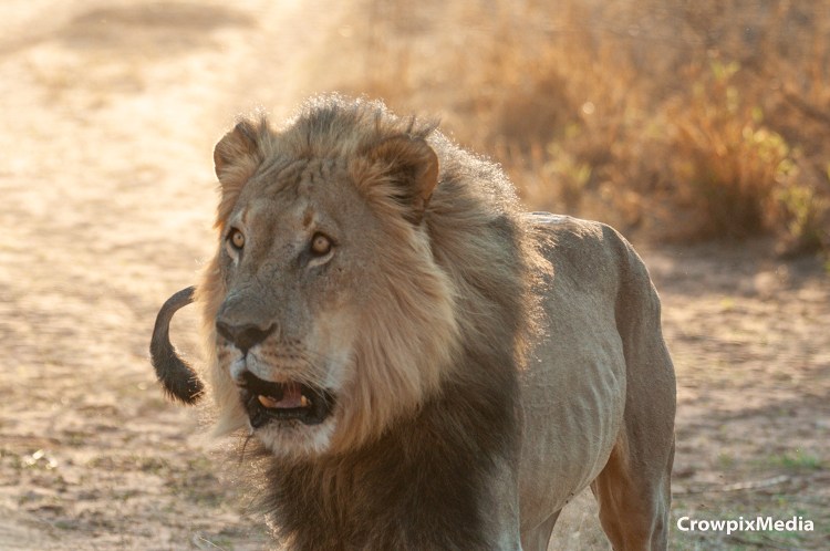 alt="big cats lion lioness safari wildlife prey predator south africa big 5 photography carnivore"