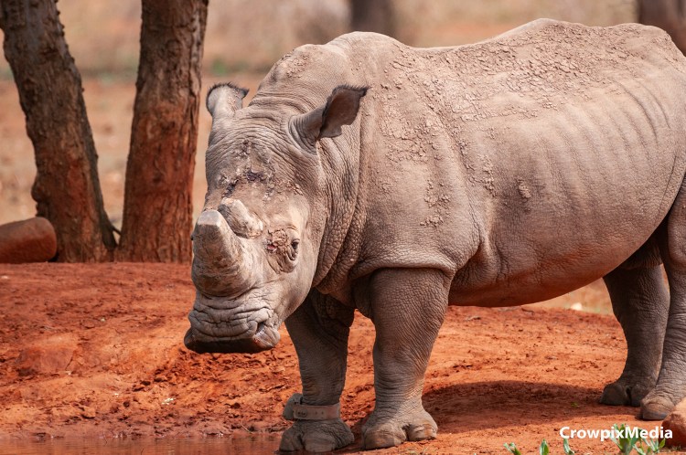 alt="rhino rhinocerous animal wildlife hunting poaching horn South Africa tourism Kruger national park photography conservation"
