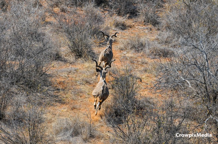 alt="conservation photography: male kudu aerial photograph"