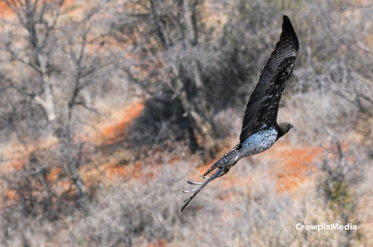 alt="conservation photography: Martial eagle aerial photograph"