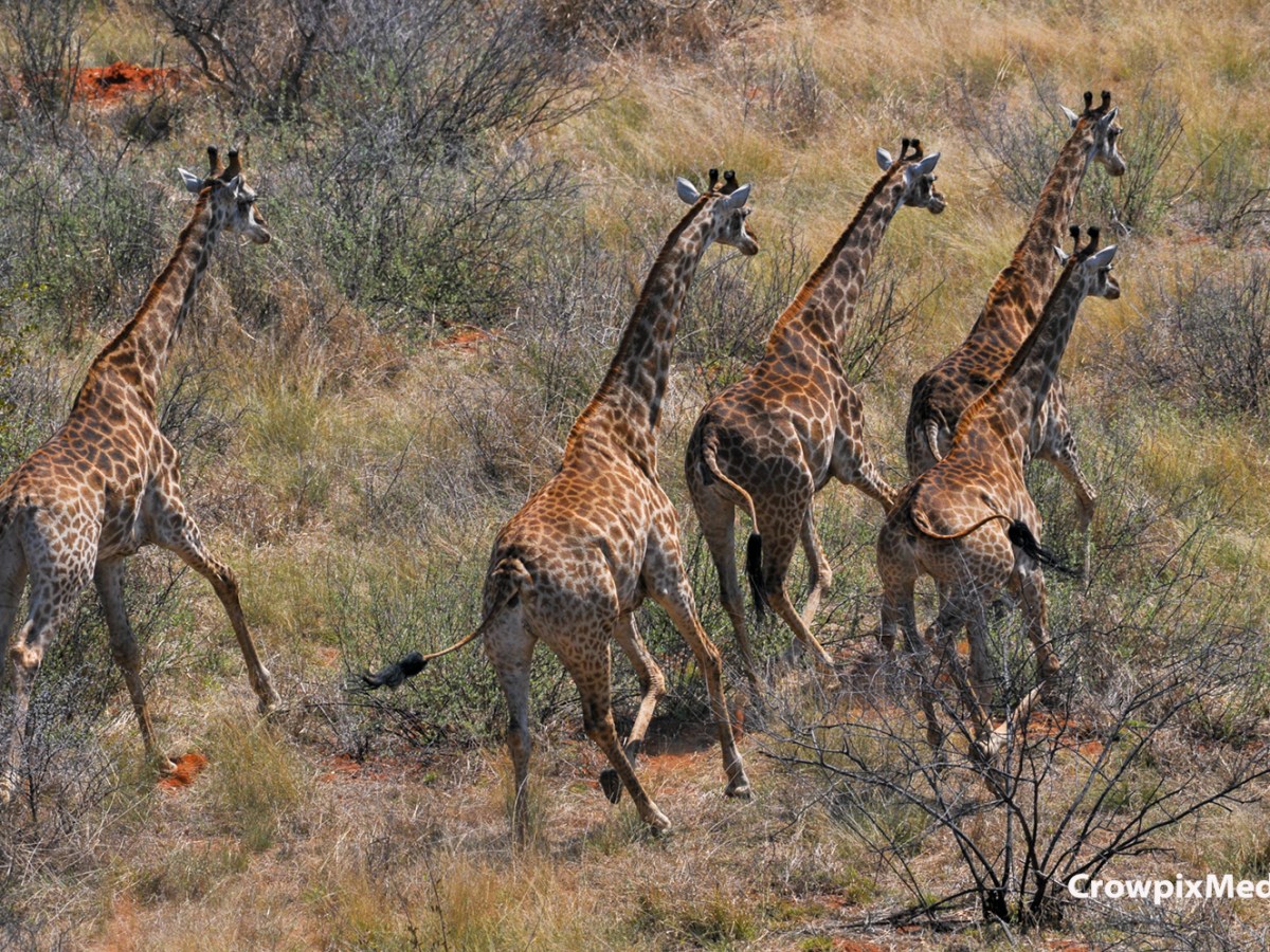 Conservation Photography: Aerial Perspectives on&nbsp;Wildlife