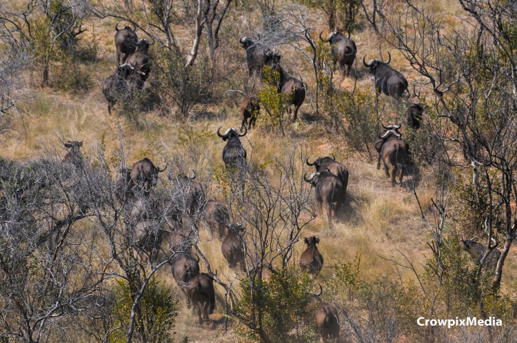 alt="conservation photography: buffalo herd cape aerial photograph"