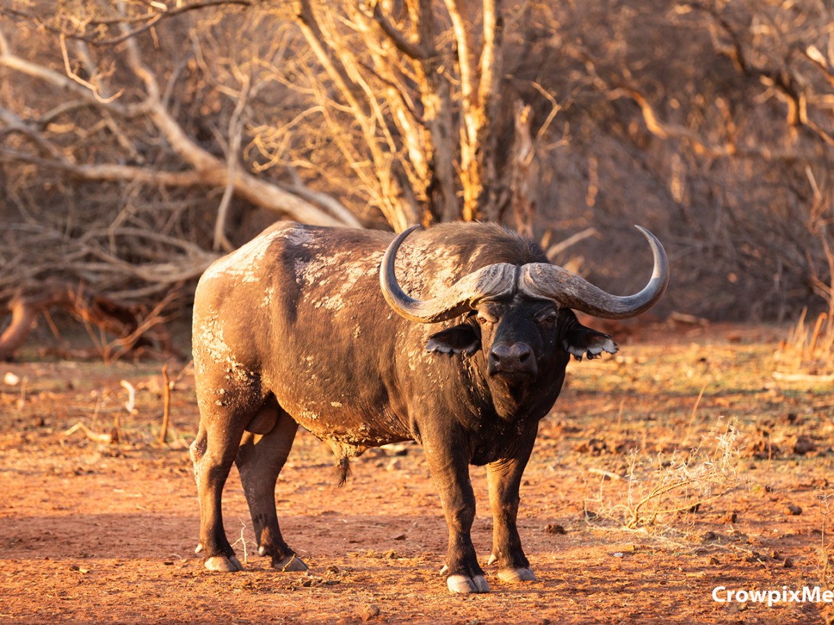 The Big 5 Animals in South Africa: Where And How to Photograph&nbsp;Them