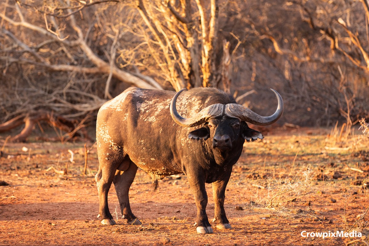 The Big 5 Animals in South Africa: Where And How to Photograph&nbsp;Them