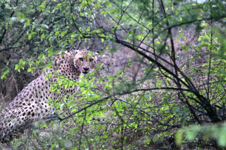 alt="big cats cheetah kill safari wildlife prey predator south africa big 5 photography"