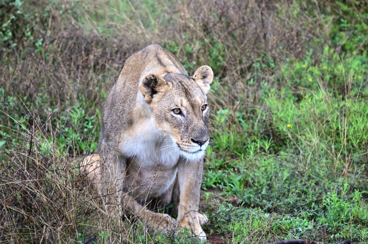 alt="big cats lion lioness safari wildlife prey predator south africa big 5 photography"
