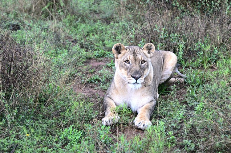 alt="big cats lion lioness safari wildlife prey predator south africa big 5 photography"