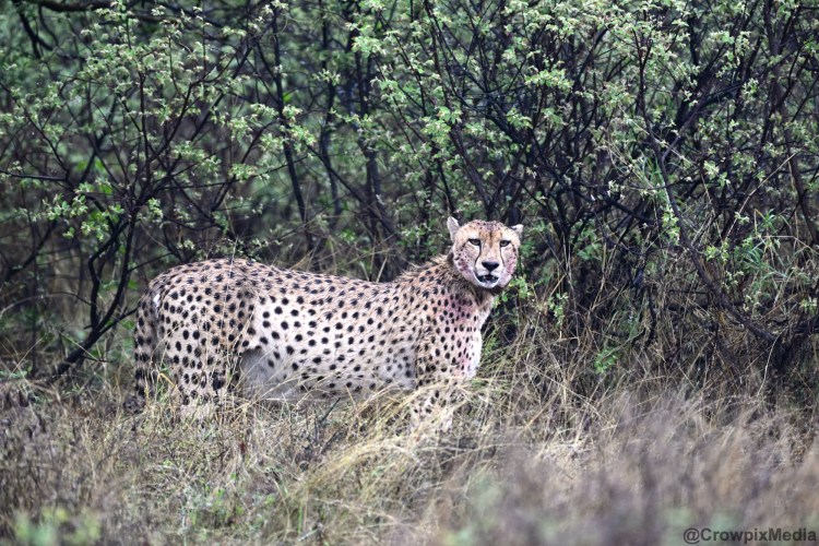 alt="big cats cheetah kill safari wildlife prey predator south africa big 5 photography"