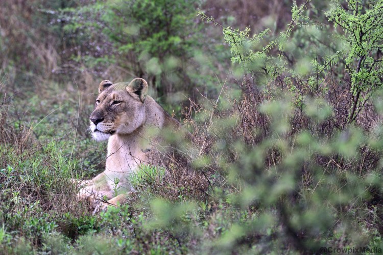 alt="big cats lion lioness safari wildlife prey predator south africa big 5 photography"