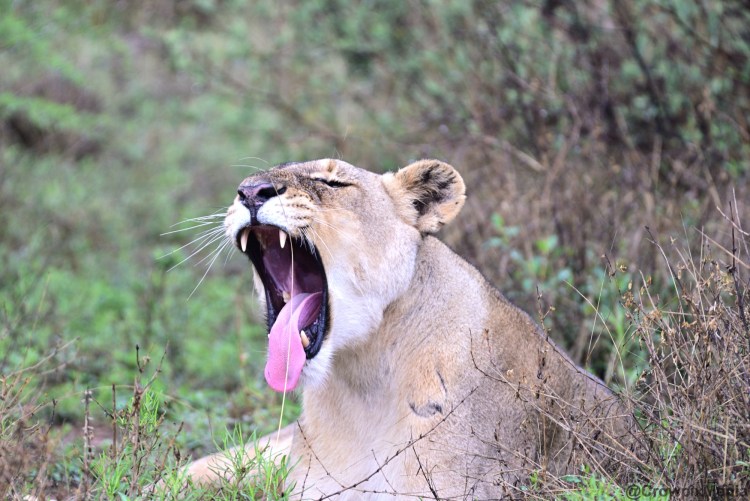 alt="big cats lion lioness safari wildlife prey predator south africa big 5 photography"